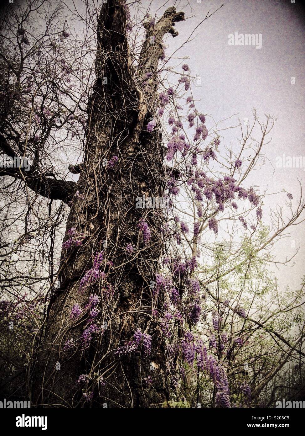 Wisteria climbs dead tree in city vacant lot Stock Photo