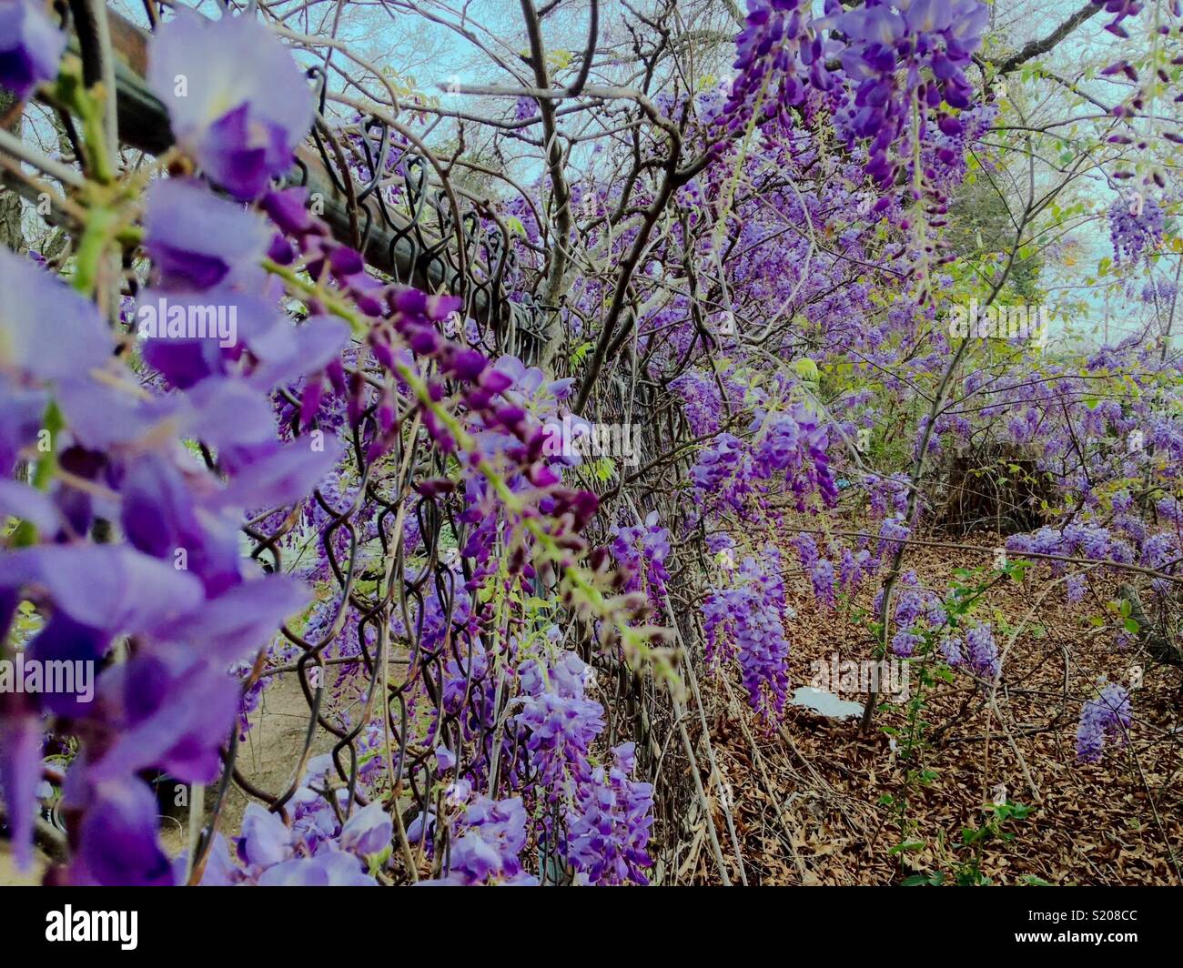 Lavender wisteria on chain link fence in city vacant lot - Smartphone Captured Stock Image