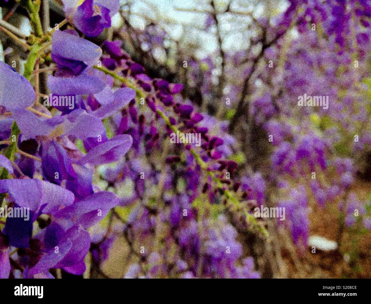 Chain link wisteria in city vacant lot - Smartphone Captured Stock Image