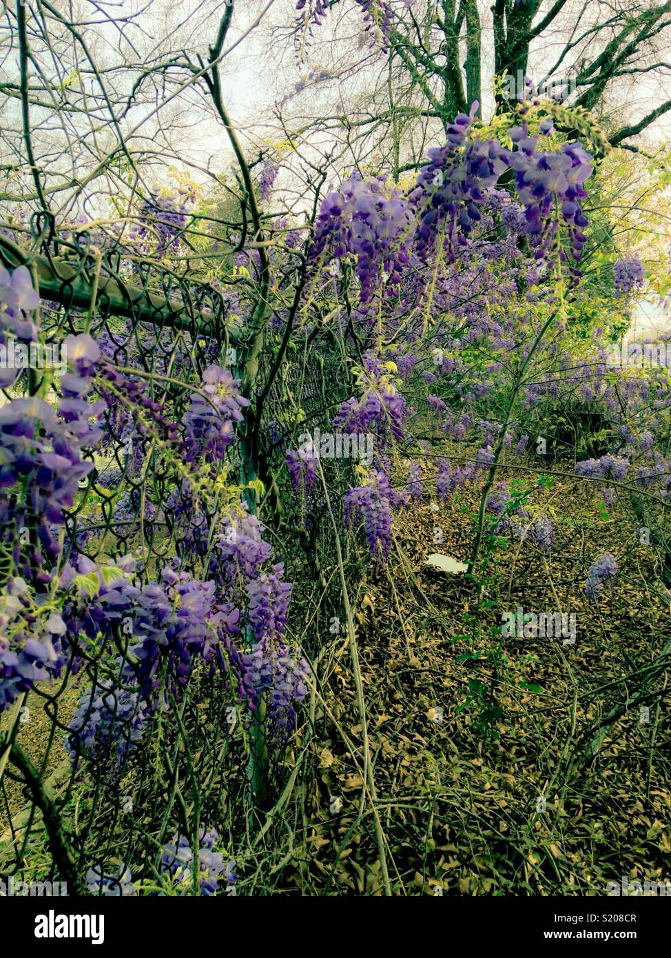 Wisteria and garbage in city vacant lot - Smartphone Captured Stock Image