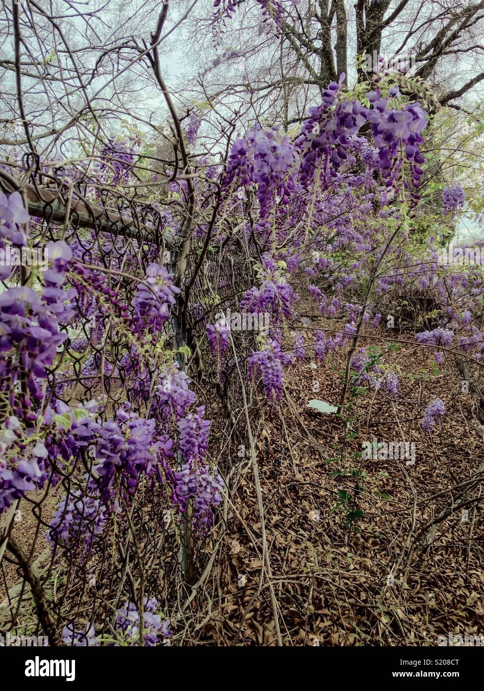 Slight grunge- vacant lot and trash gets nature makeover - Smartphone Captured Stock Image