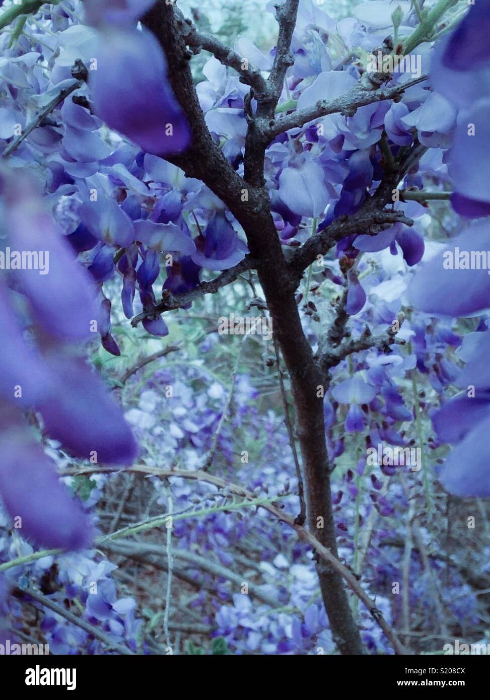 Blue toned wisteria - Smartphone Captured Stock Image