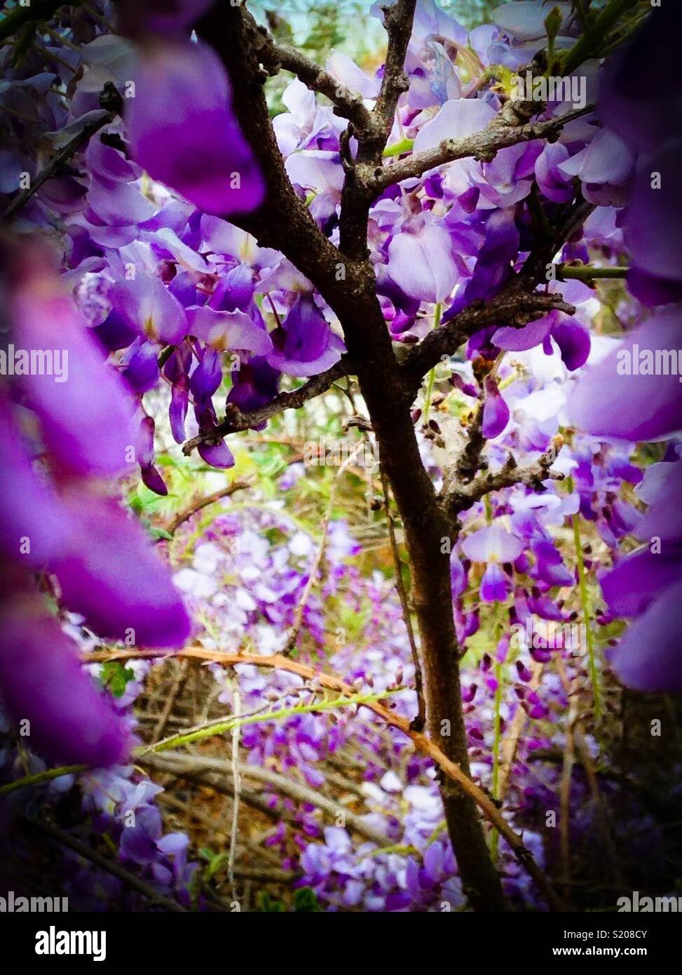 Vignetted wisteria - Smartphone Captured Stock Image