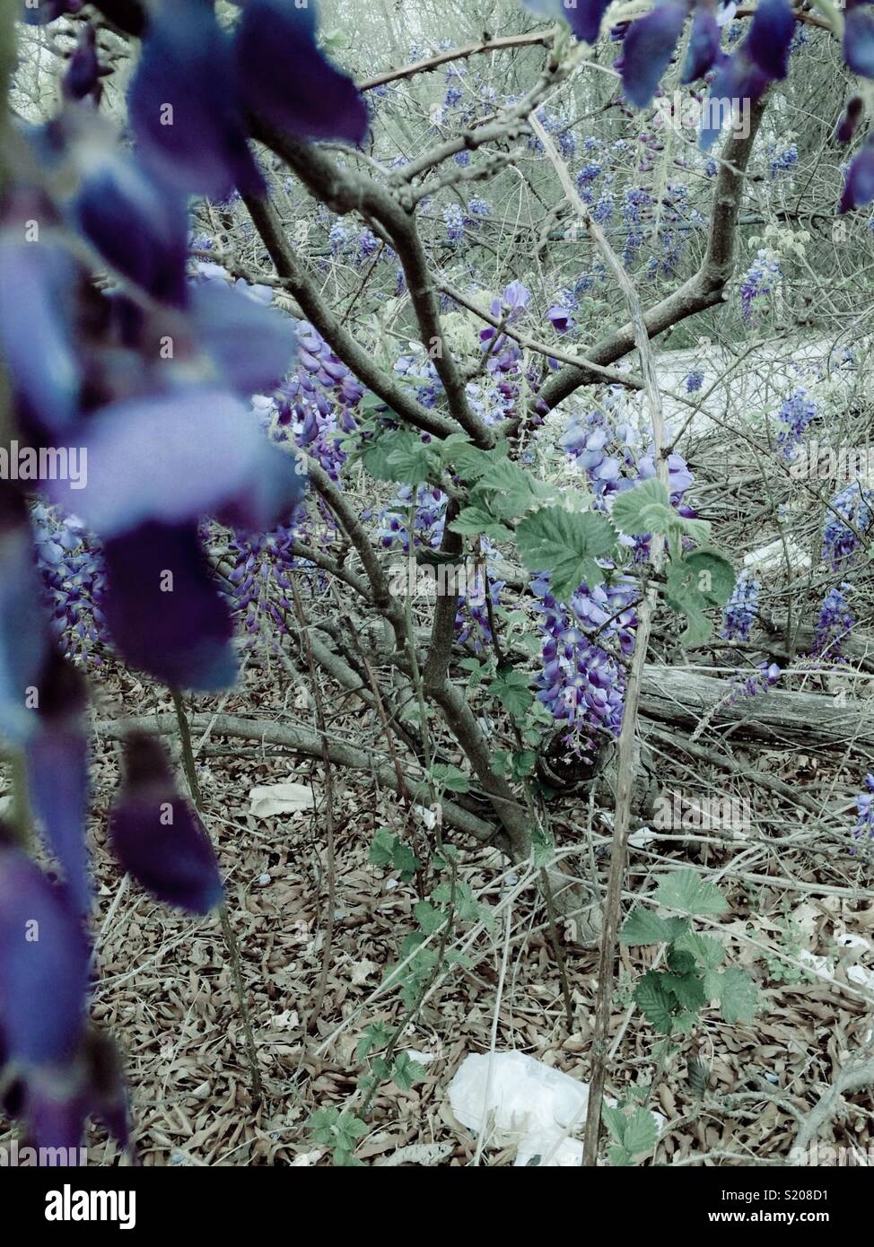 Vintage tint on wisteria in city vacant lot - Smartphone Captured Stock Image