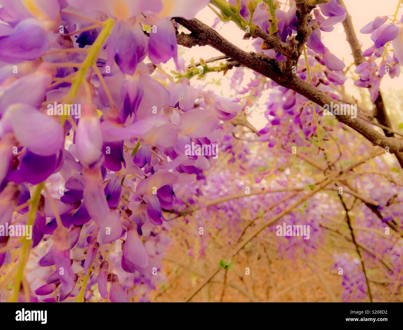 Spring urban renewal- wisteria in vacant lot - Smartphone Captured Stock Image