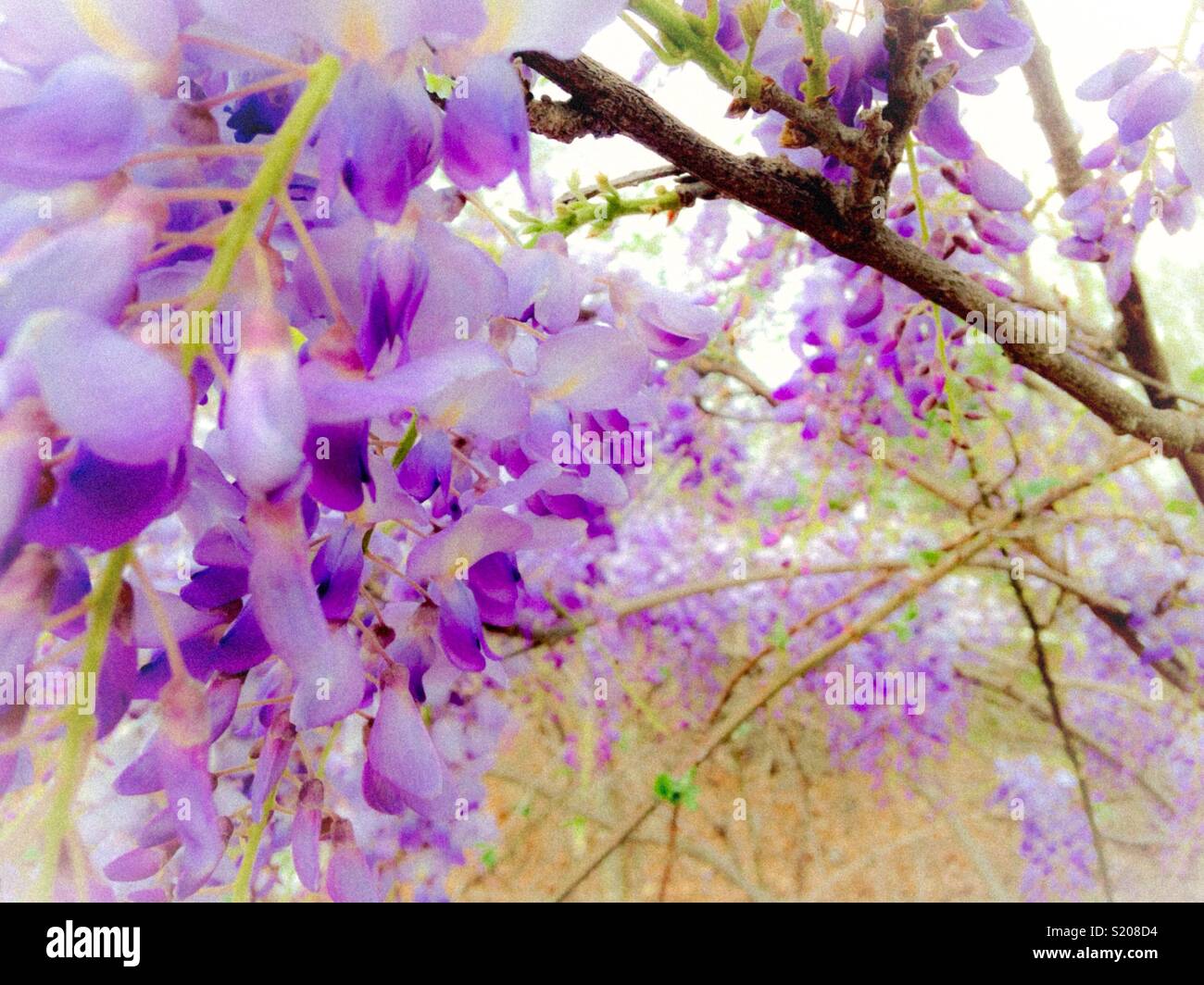 Airy wisteria in city vacant lot Stock Photo