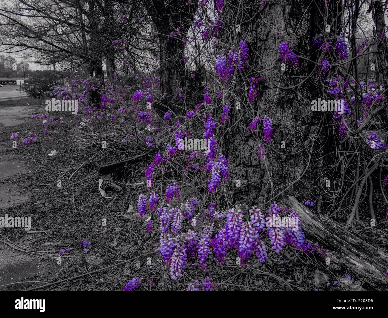 Purple color pop- wisteria invades vacant lot, garbage and all - Smartphone Captured Stock Image