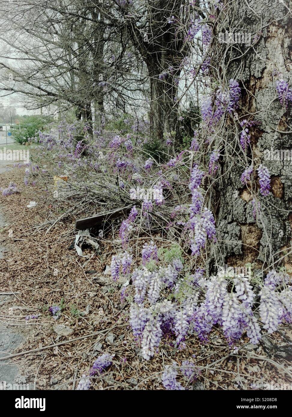 Invasion of wisteria in city vacant lot Stock Photo Alamy