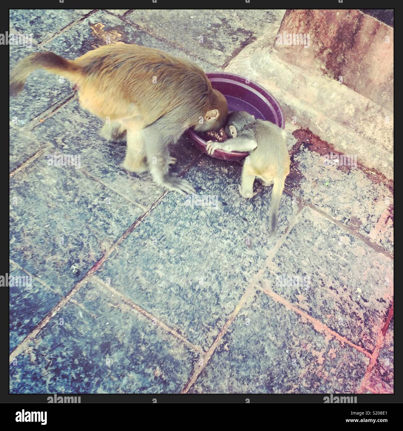 Monkeys drinking out of a water bowl - Smartphone Captured Stock Image