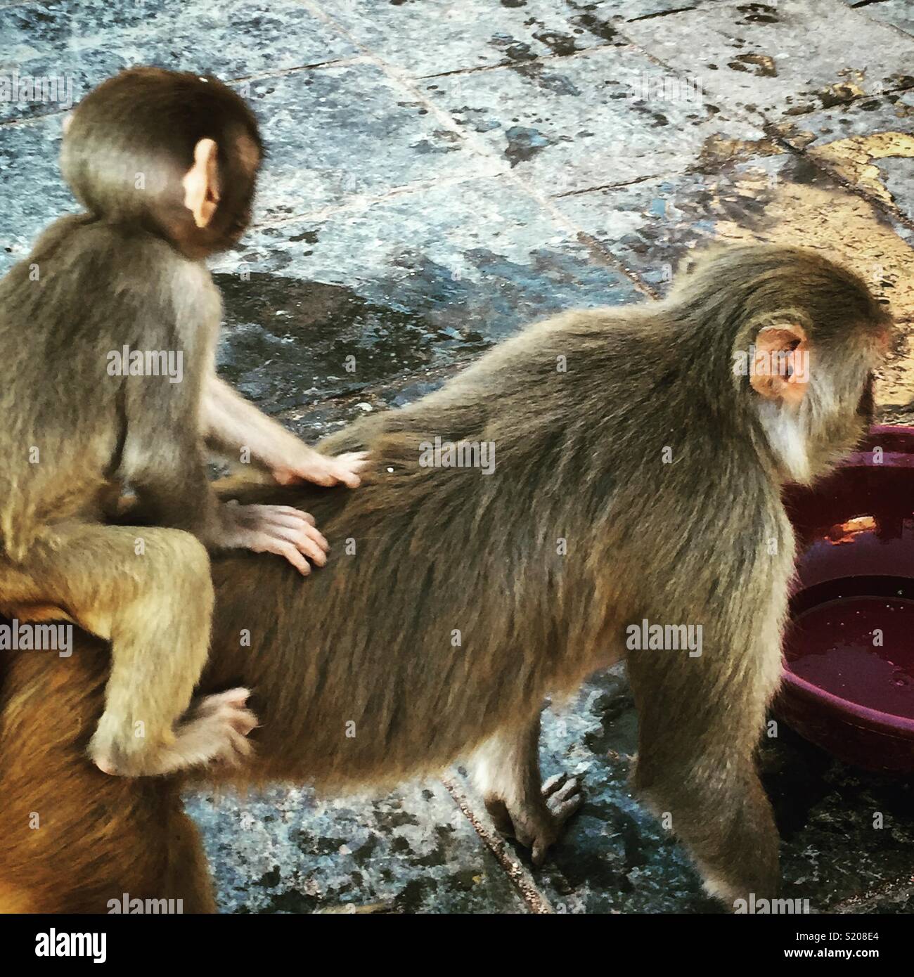 Baby monkey on mummy monkey’s back - Smartphone Captured Stock Image