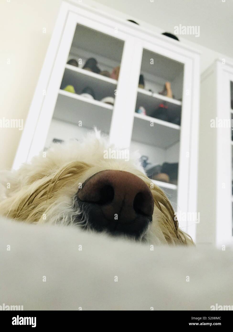 A dogs nose. Stock Photo