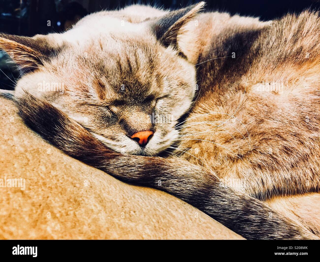 Cat sleeping on tail hires stock photography and images Alamy