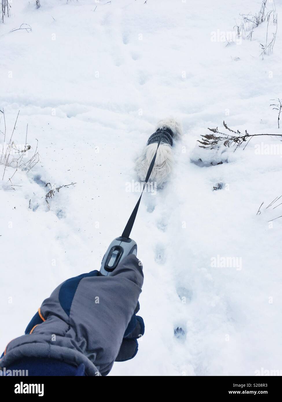 Walking Maltese dog on snow Stock Photo Alamy