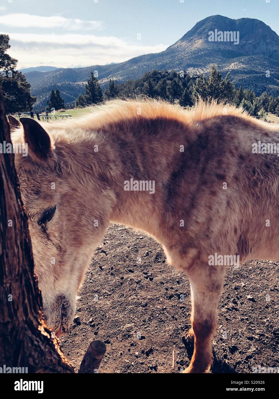 Old horse on top of the mountain in Eastern  Oregon - Smartphone Captured Stock Image