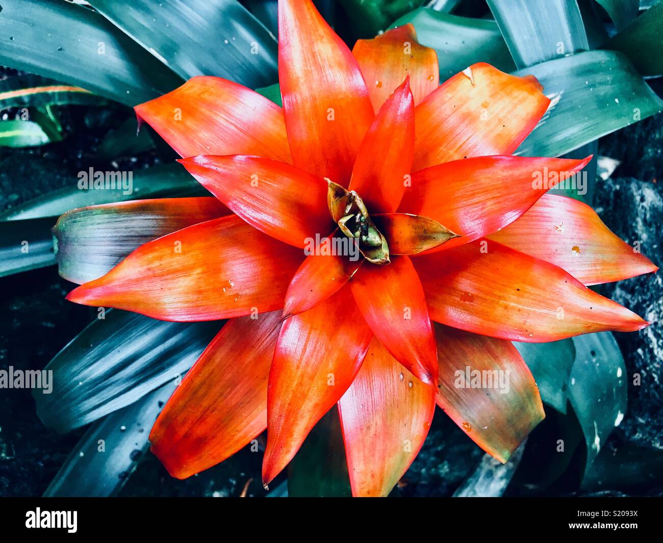 Beautiful orange bromeliad flower Stock Photo