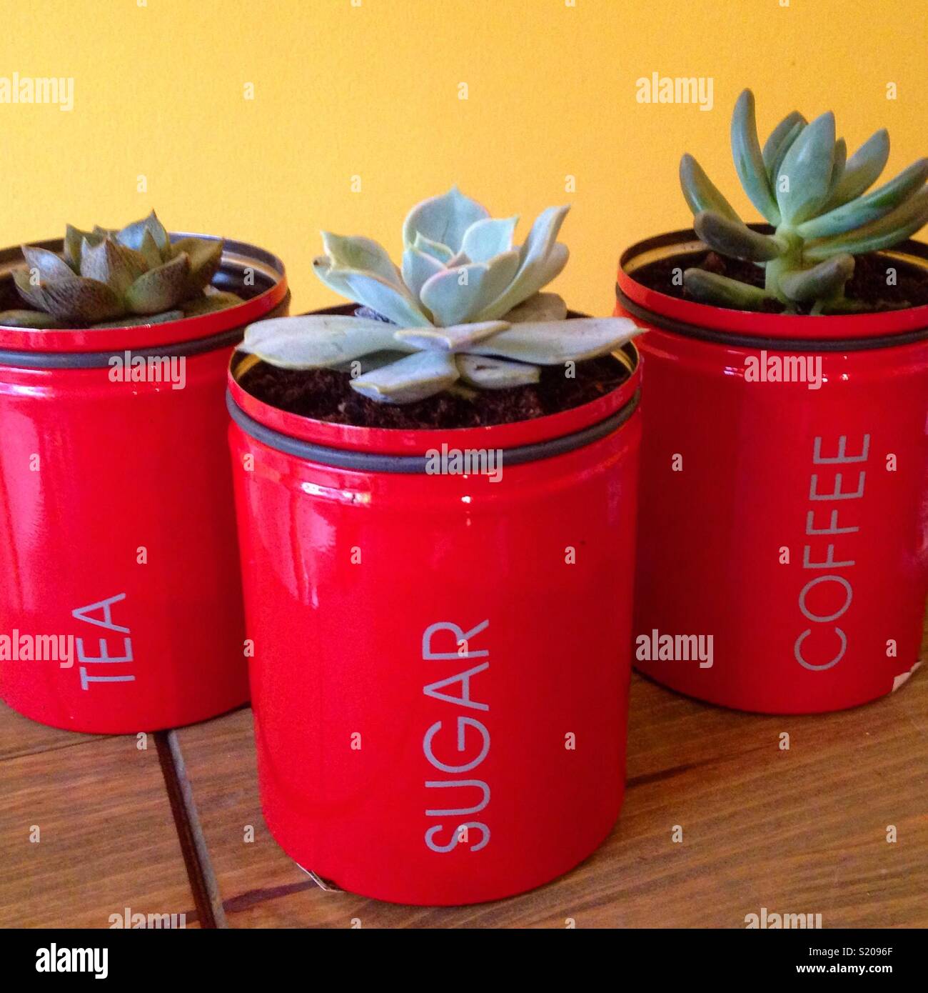 Upcycled plant pots hires stock photography and images Alamy