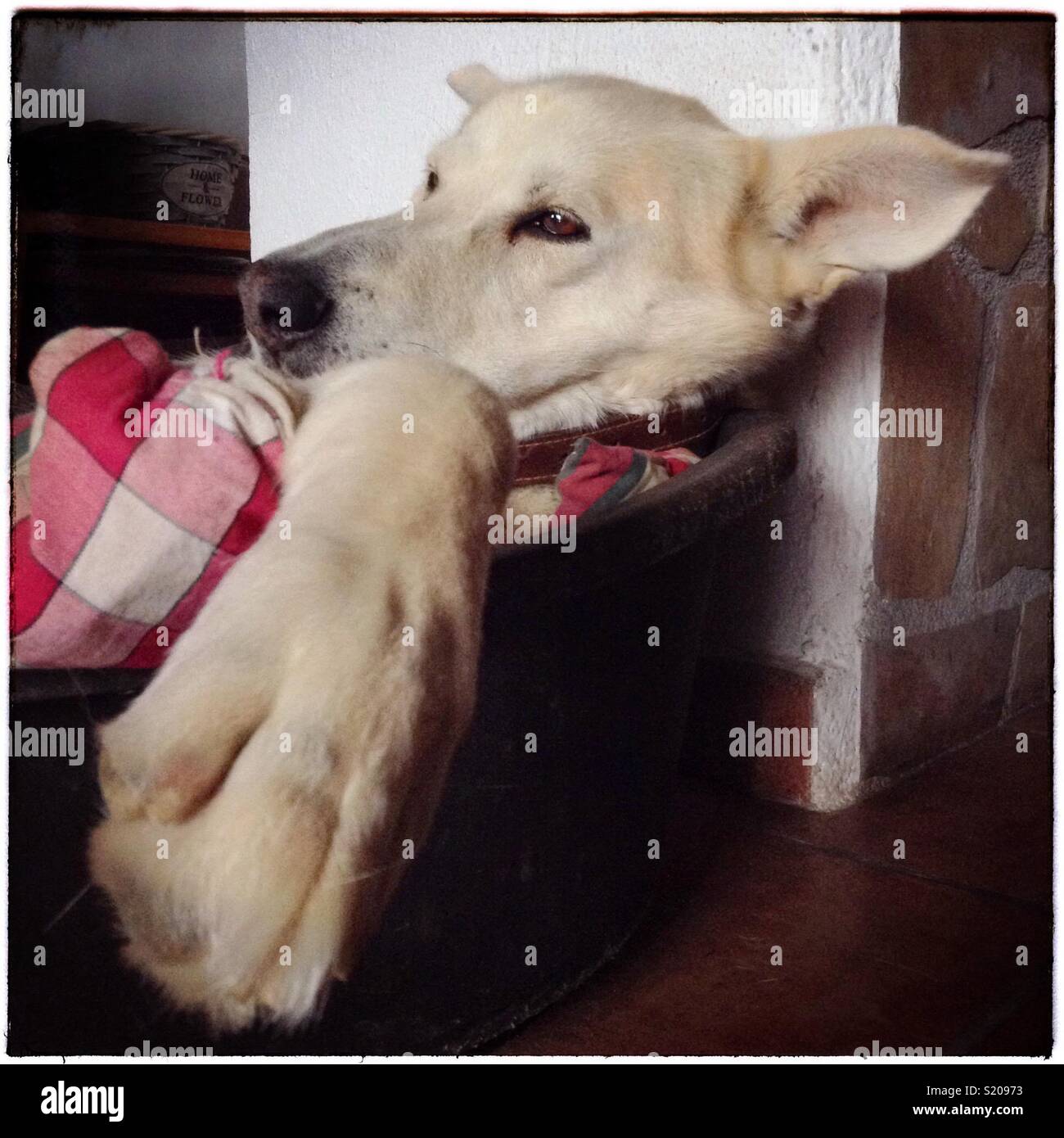 'It's a dogs life...' - Smartphone Captured Stock Image