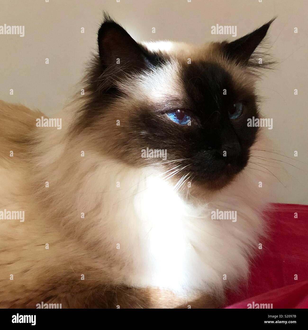 Birman cat - Smartphone Captured Stock Image