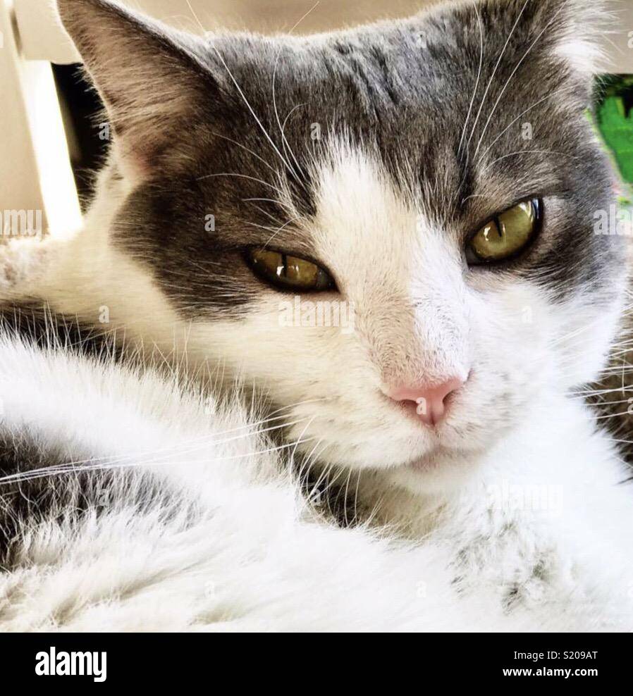 Domestic shorthair mix cat 2025