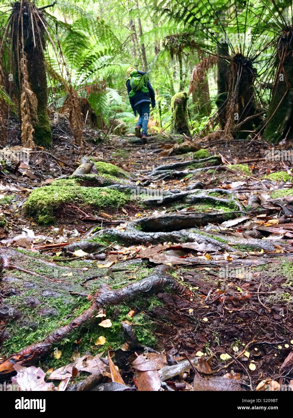 Bushwalking Track, Tasmania, Australia Stock Photo