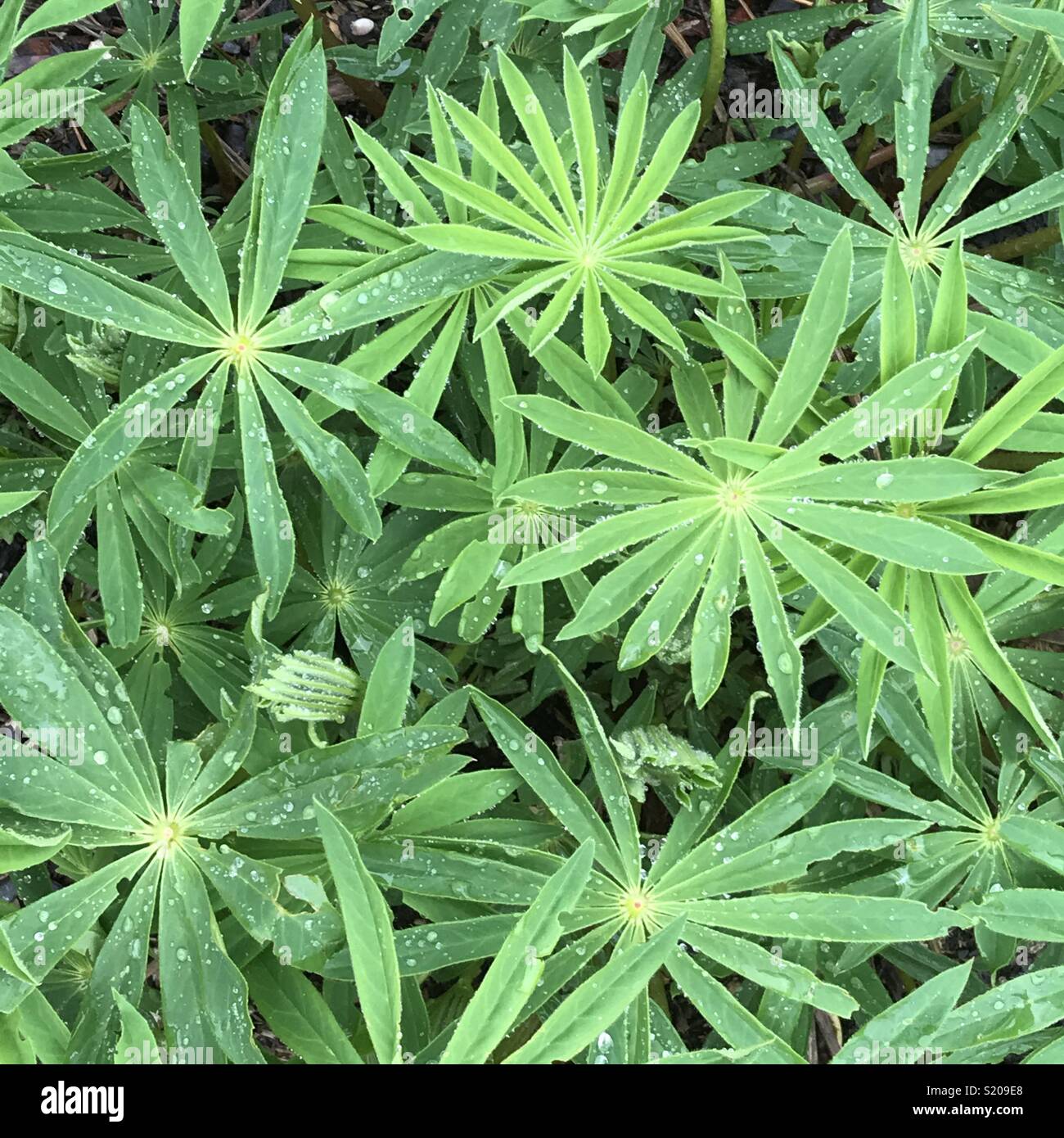 Spring rains on lupine leaves, Oregon - Smartphone Captured Stock Image Spring rains on lupine leaves, Oregon - Smartphone Captured Stock Image