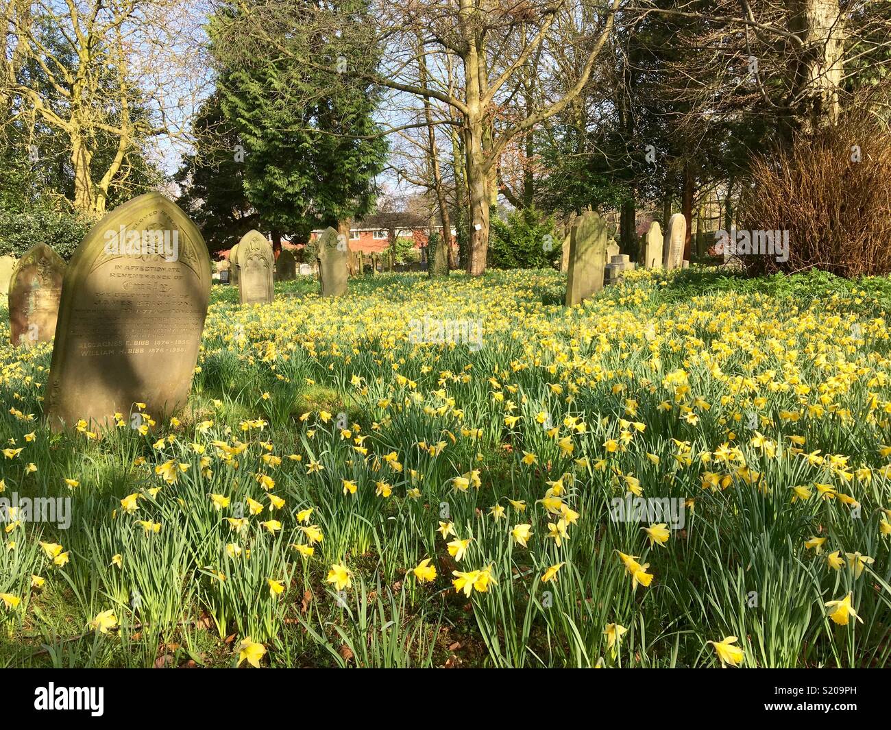Wild daffodils in an urban graveyard. Spring. Resurrection. Wild flowers. - Smartphone Captured Stock Image