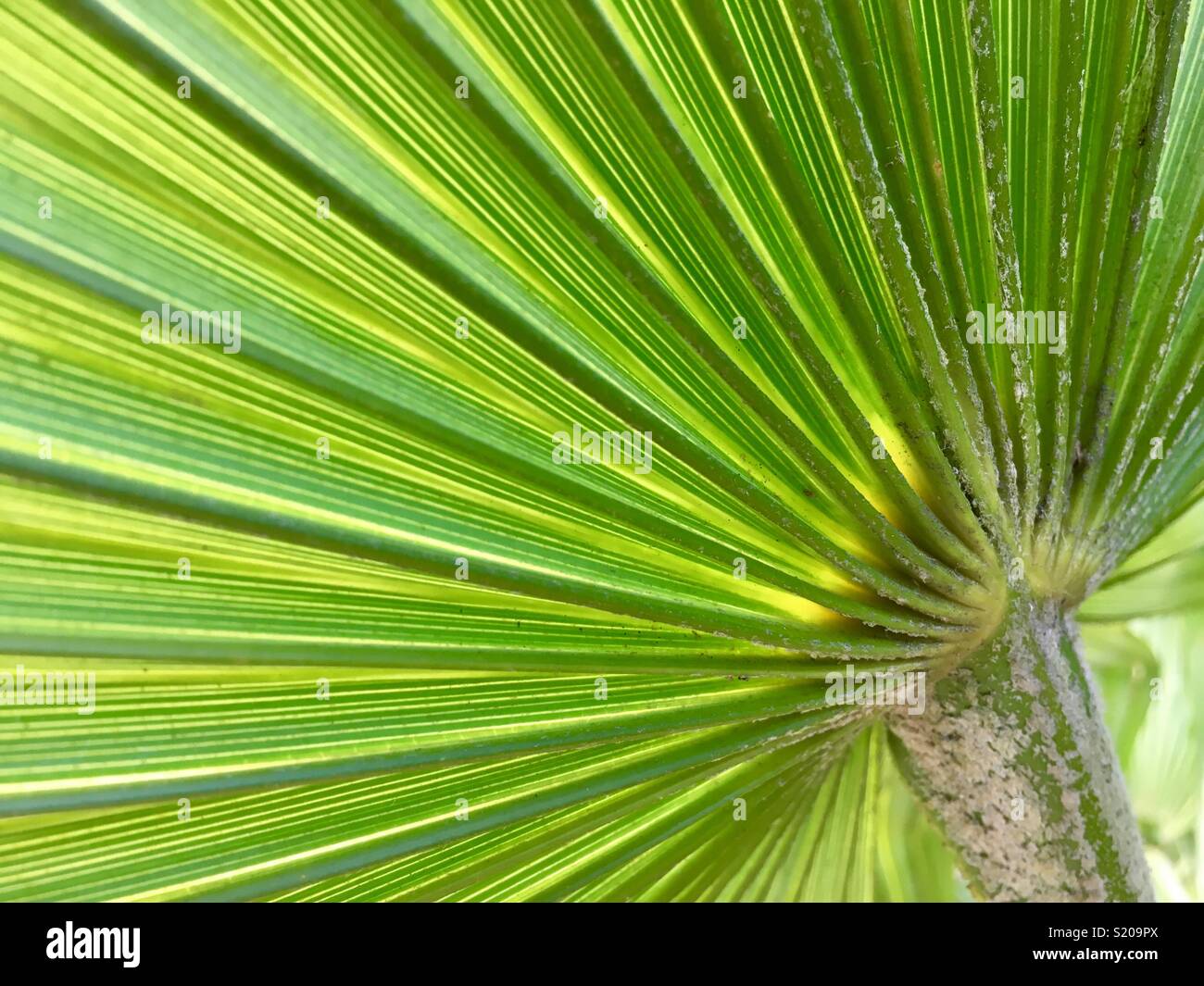 Underneath of an exotic plant leaf Stock Photo