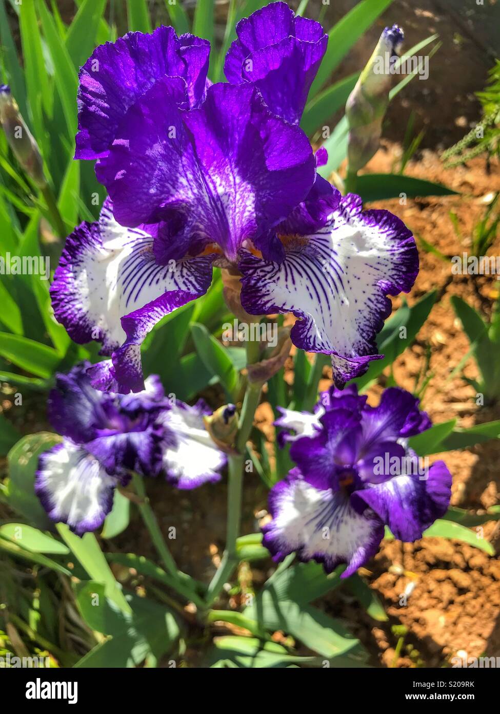 Tall Bearded Iris, “Art Deco” Stock Photo Alamy