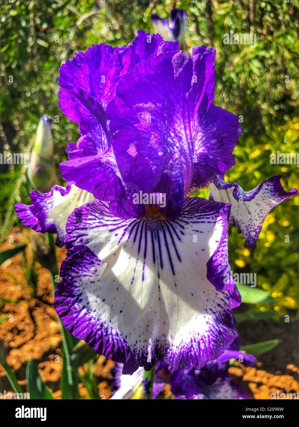 Tall Bearded Iris, “Art Deco” Stock Photo Alamy