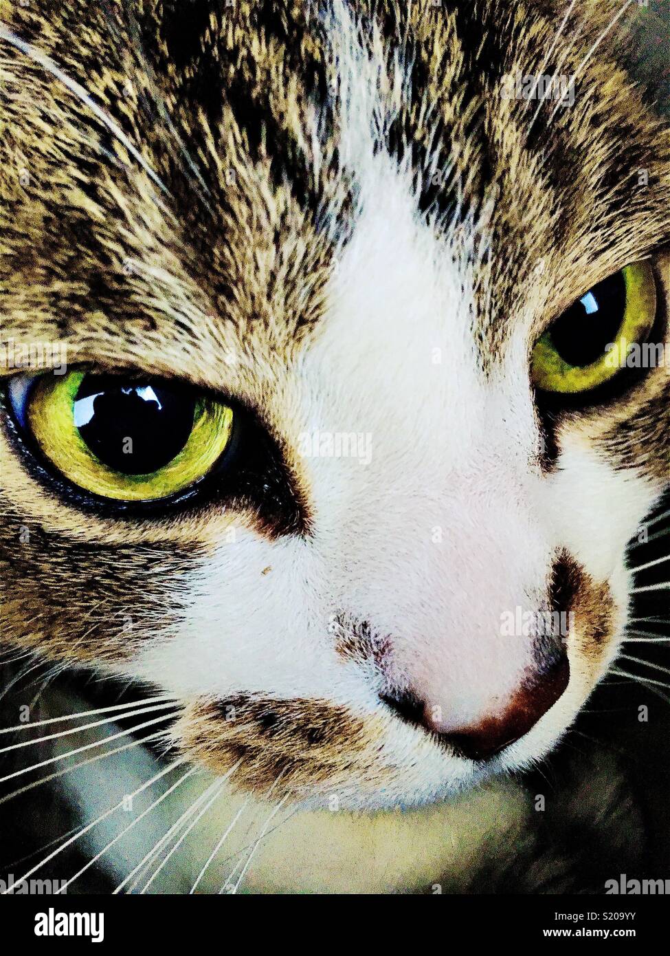 Cat face closeup Stock Photo
