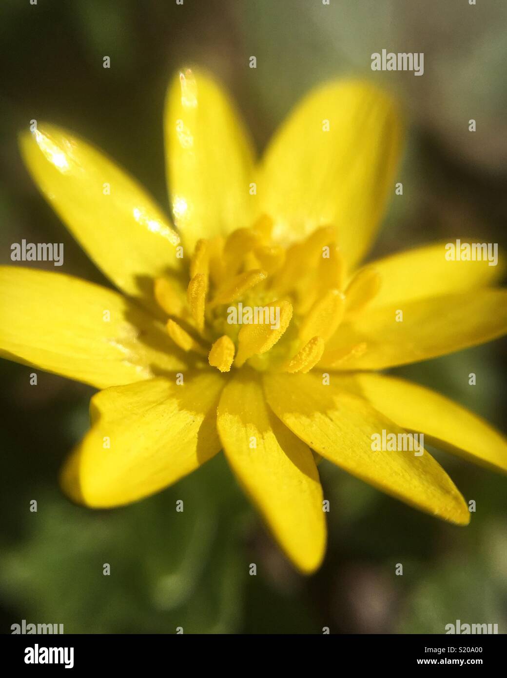 Yellow spring flower Stock Photo