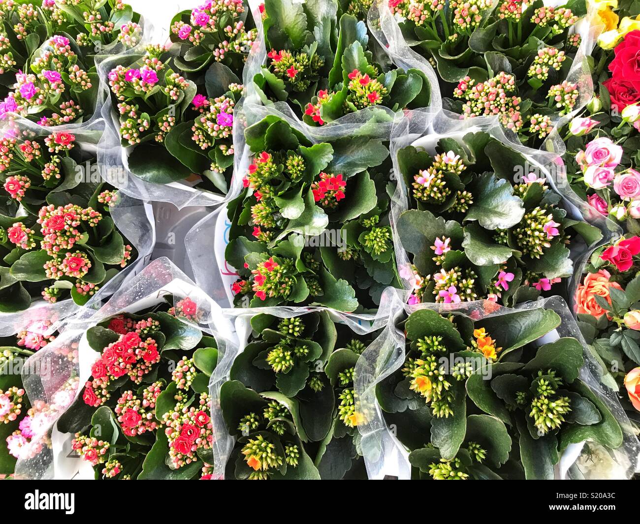 Kalanchoe plants for sale at an outdoor market, Spain - Smartphone Captured Stock Image