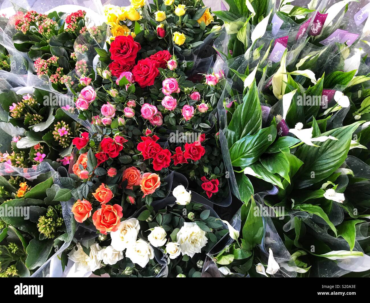 Kalanchoe and other flowering plants for sale at an outdoor market, Spain - Smartphone Captured Stock Image