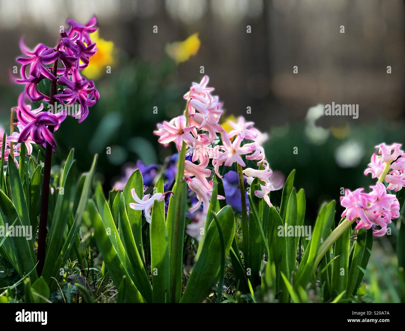 Spring flowers in full bloom. - Smartphone Captured Stock Image