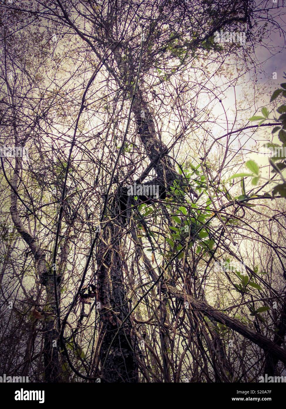 Geotropism tree hi-res stock photography and images - Alamy