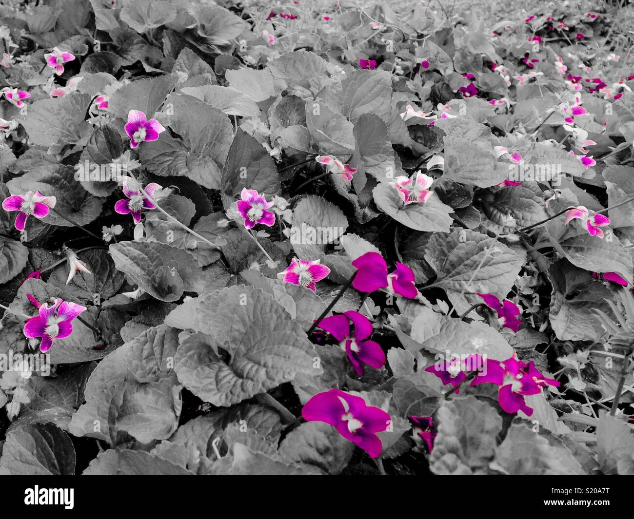 Purple color pop- violets in spring - Smartphone Captured Stock Image