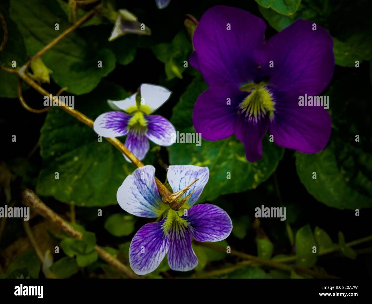 Purple violets in closeup - Smartphone Captured Stock Image