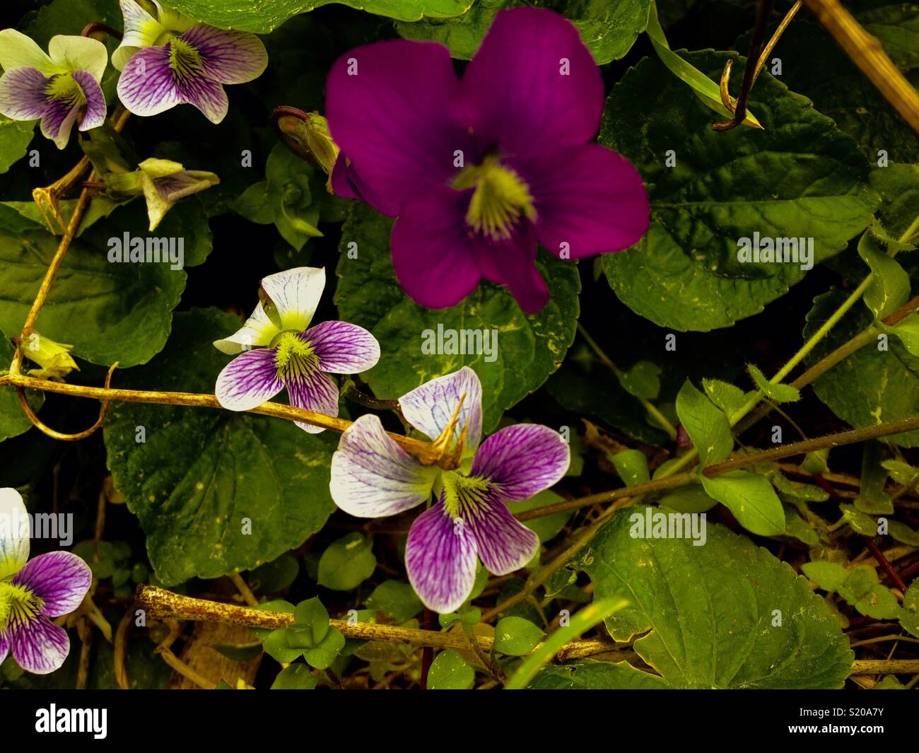 Wine colored  violets with lush greens - Smartphone Captured Stock Image