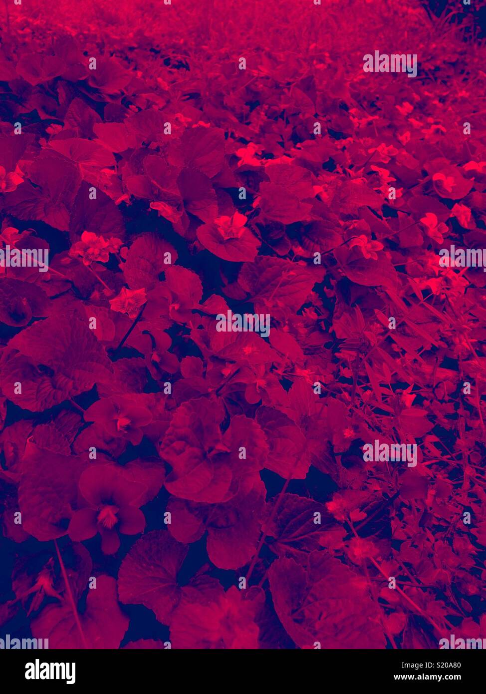 Red tint on violet texture - Smartphone Captured Stock Image