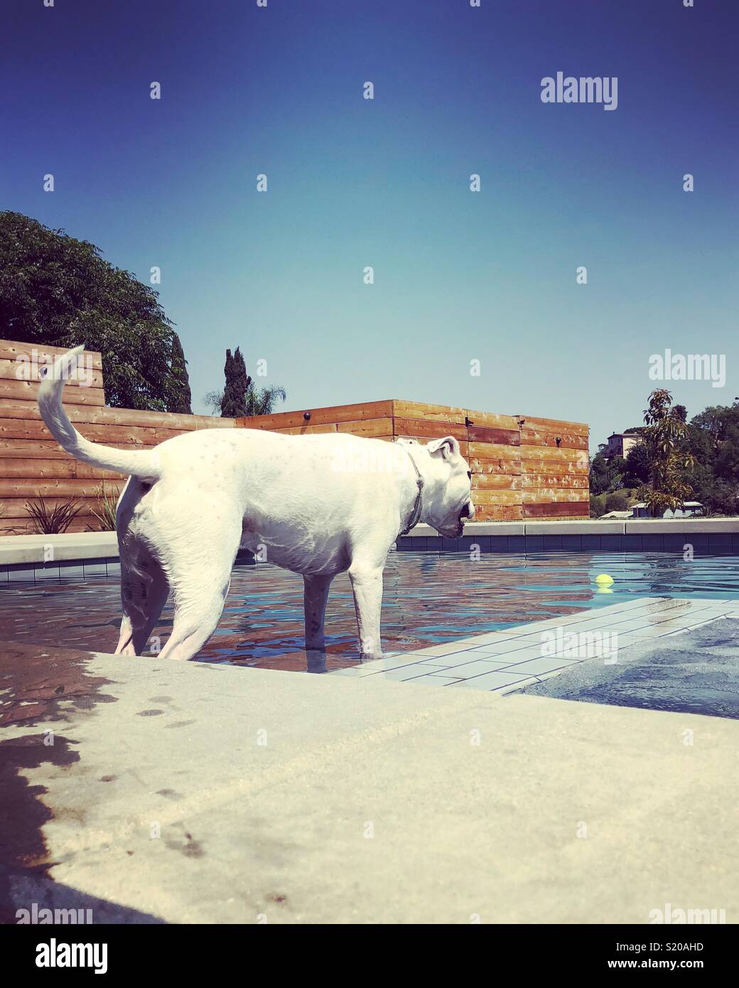 Dog starring at tennis ball in swimming pool. - Smartphone Captured Stock Image