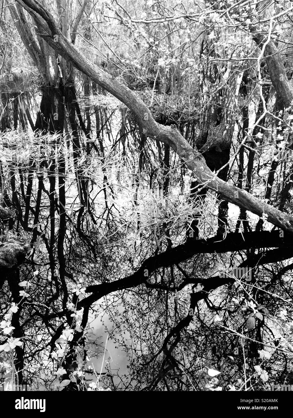 Prehistoric swamp High Resolution Stock Photography and Images - Alamy