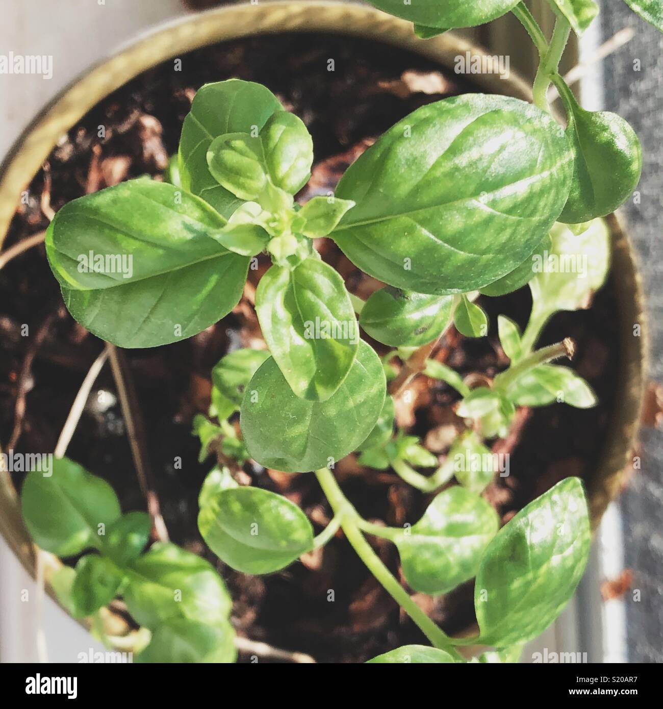 From above view of small potted basil plant growing in a windowsill with sunlight - Smartphone Captured Stock Image