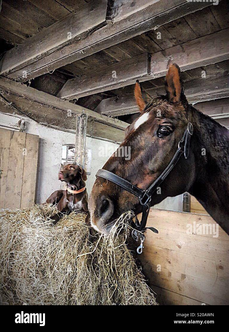 Dog and horse in the stable with food Stock Photo Alamy