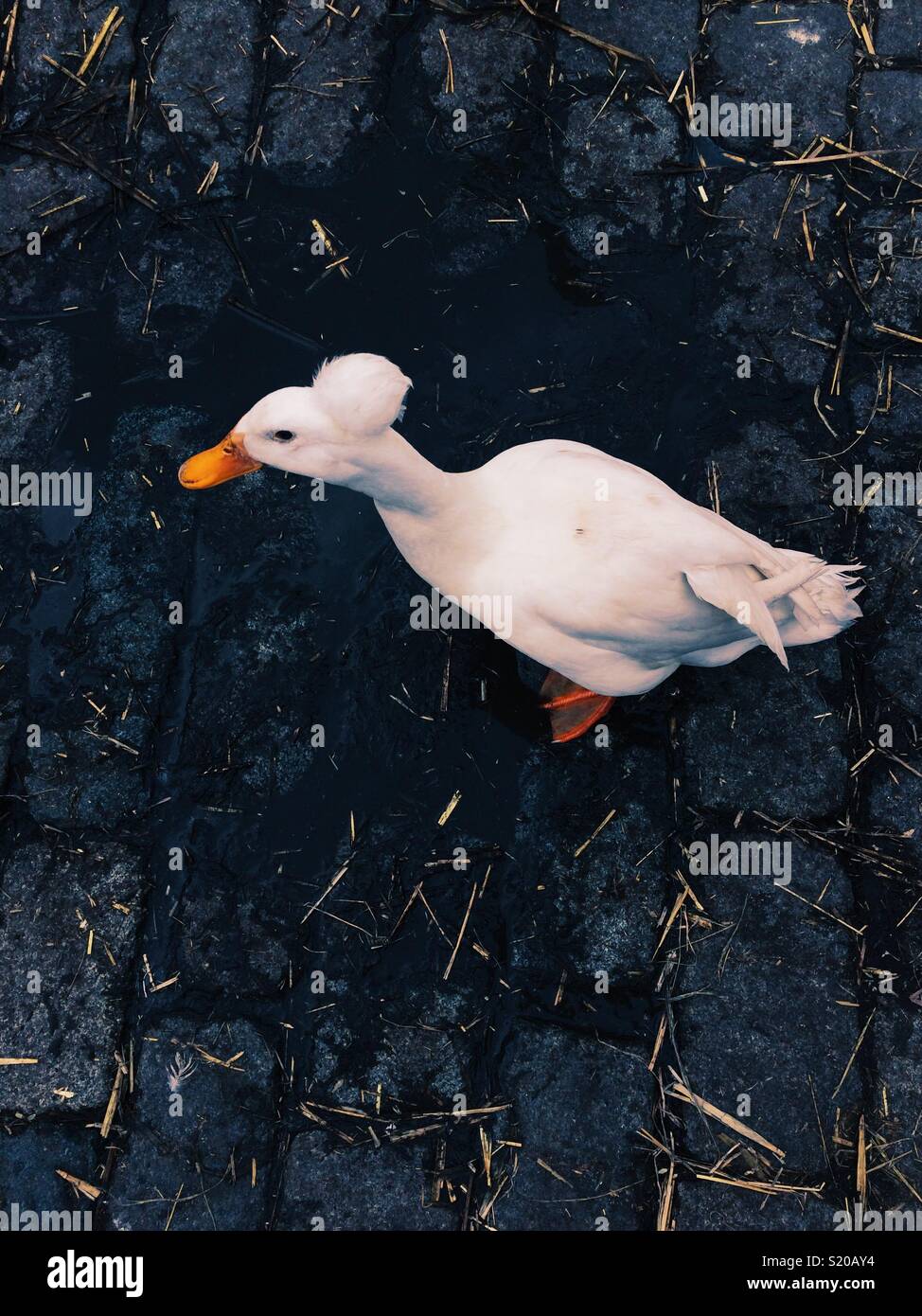 A white duck with a Mohawk Stock Photo Alamy