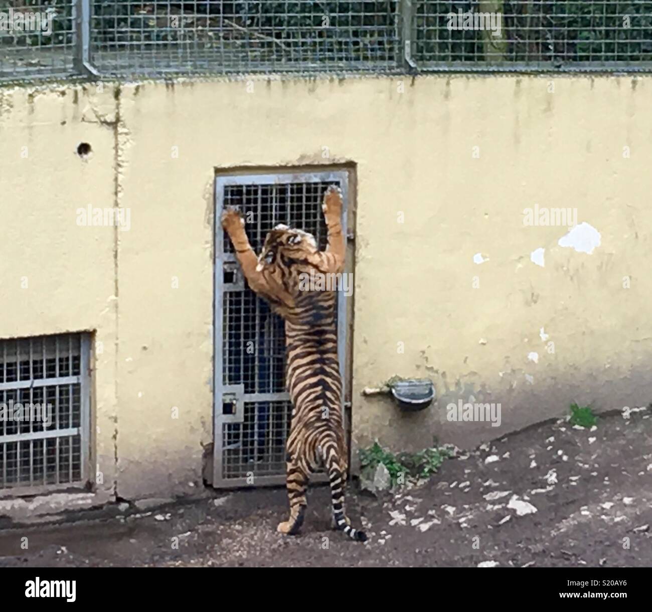 Sumatran tiger in an enclosure, clawing a cage door. Stock Photo