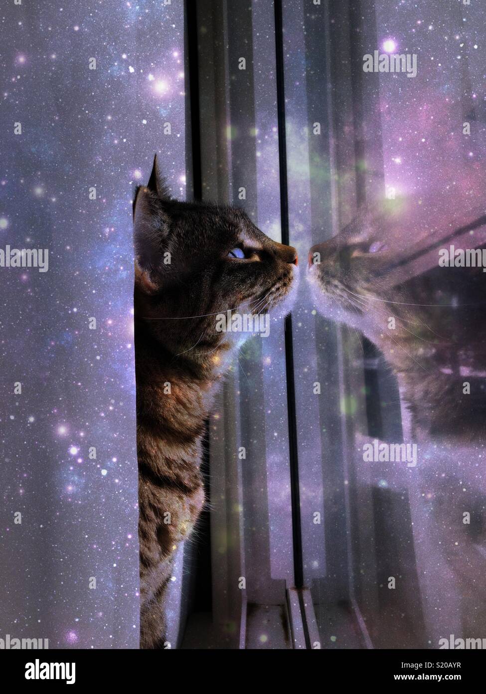 Tabby cat in space - Smartphone Captured Stock Image