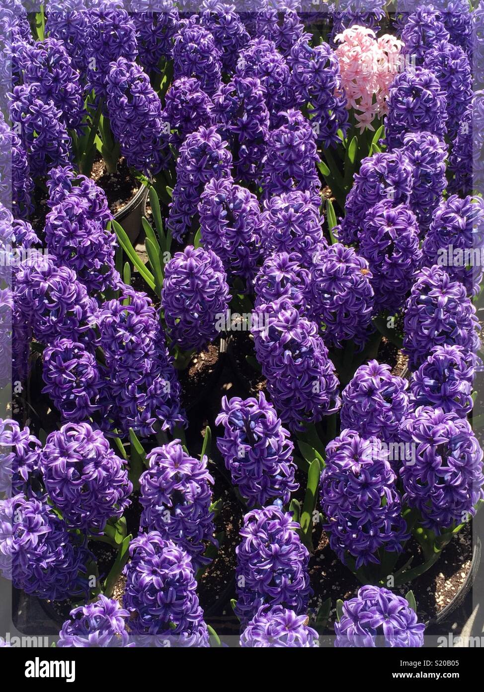 One loan pink hyacinth in a bed of purple hyacinth, Bryant Park, New York City, USA - Smartphone Captured Stock Image