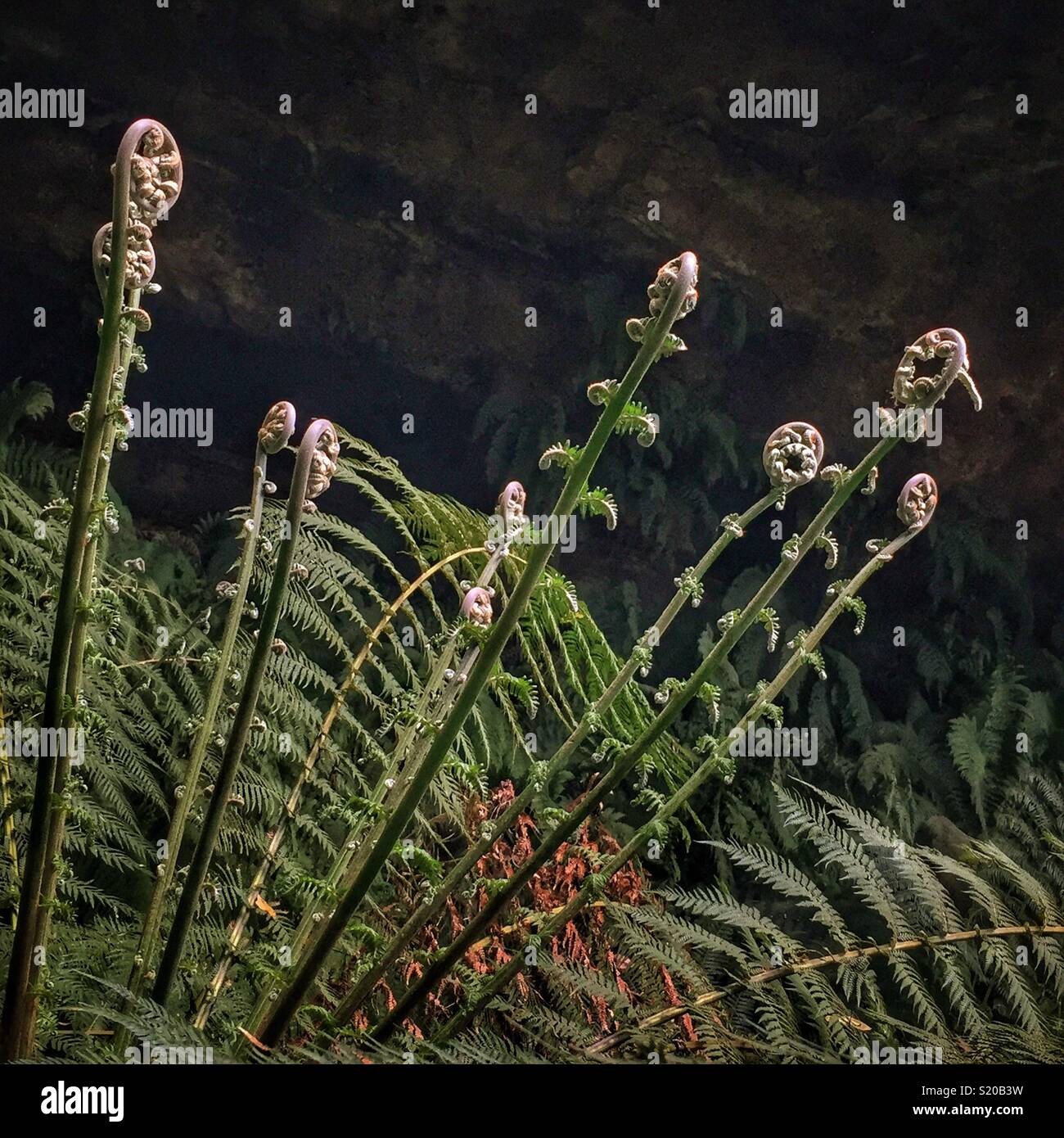 New growth on a Soft Tree-fern (Dicksonia antarctica), Neates Glen, Grand Canyon Track, Blackheath, Blue Mountains National Park, NSW, Australia - Smartphone Captured Stock Image