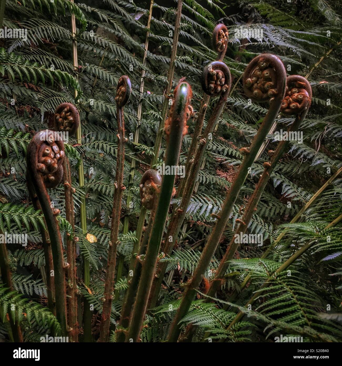 New growth on a Soft Tree-fern (Dicksonia antarctica), Neates Glen, Grand Canyon Track, Blackheath, Blue Mountains National Park, NSW, Australia - Smartphone Captured Stock Image