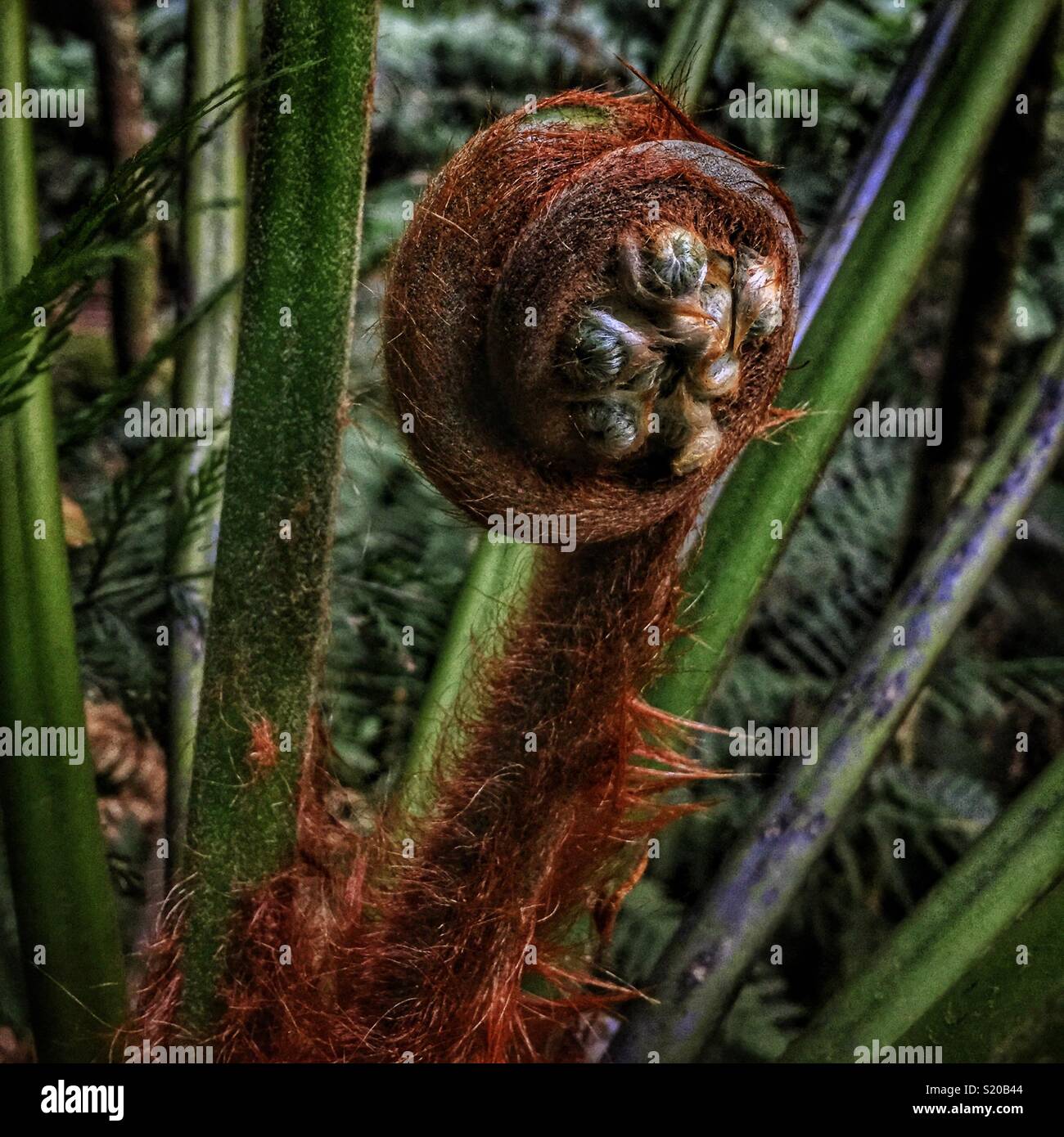 New growth on a Soft Tree-fern (Dicksonia antarctica), Neates Glen, Grand Canyon Track, Blackheath, Blue Mountains National Park, NSW, Australia - Smartphone Captured Stock Image